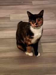 Lost Female Cat last seen Victorian Lakes Mobile  Park, Lexington, SC 29072