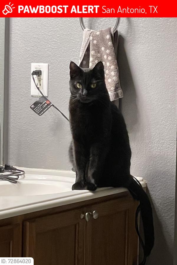 Lost Male Cat last seen Canyon Parkway and Bulverde Road, San Antonio, TX 78259
