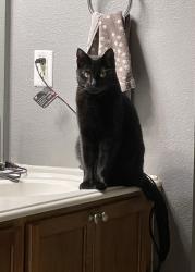 Lost Male Cat last seen Canyon Parkway and Bulverde Road, San Antonio, TX 78259