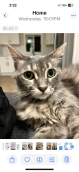 Lost Female Cat last seen Orange and 4th st, Long Beach, CA 90802