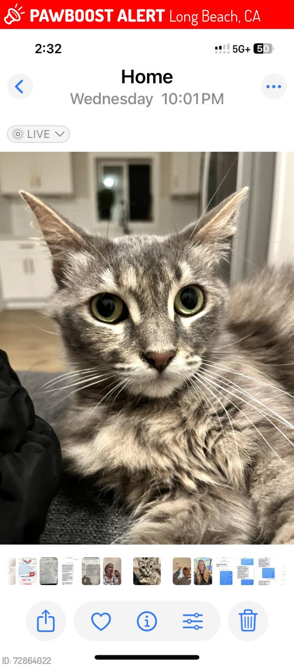Lost Female Cat last seen Orange and 4th st, Long Beach, CA 90802
