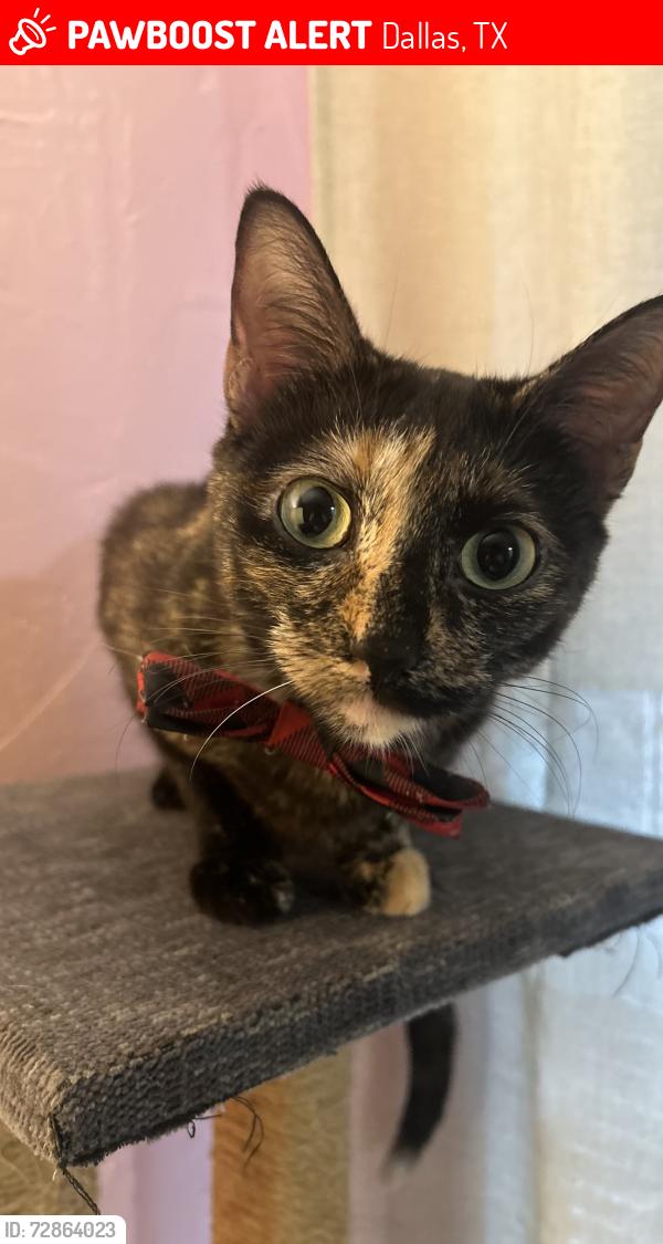 Lost Female Cat last seen Park Ln s , Dallas, TX 75220
