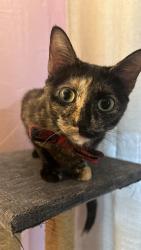 Lost Female Cat last seen Park Ln s , Dallas, TX 75220