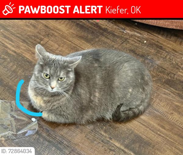 Lost Female Cat last seen 151st near hwy 75, Kiefer, OK 74041