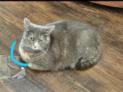 Lost Female Cat last seen 151st near hwy 75, Kiefer, OK 74041