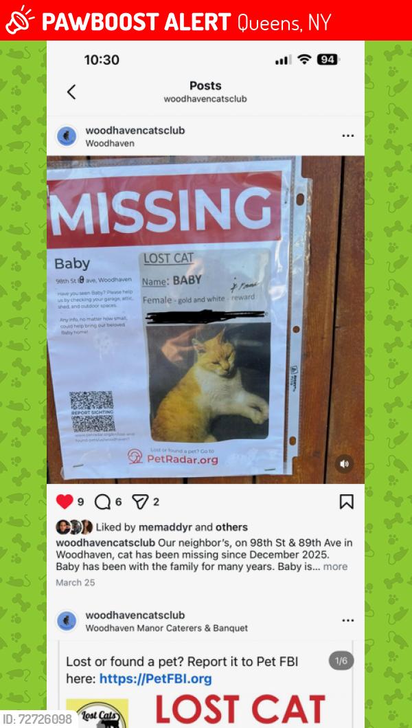 Lost Female Cat last seen 98st & 87 ave, Queens, NY 11421