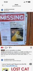 Lost Female Cat last seen 98st & 87 ave, Queens, NY 11421