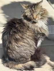 Lost Male Cat last seen Mulholland drive, reflections park, River Islands, Lathrop, CA 95330