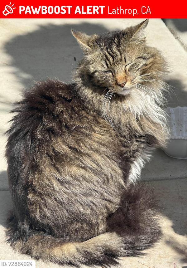 Lost Male Cat last seen Mulholland drive, reflections park, River Islands, Lathrop, CA 95330