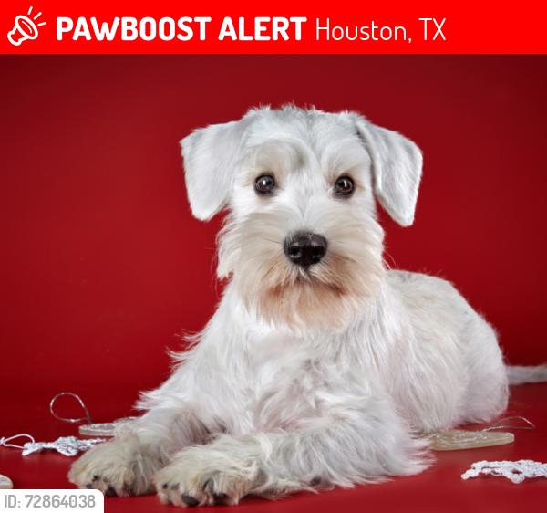 Lost Female Dog last seen ALIEF, Houston, TX 77072