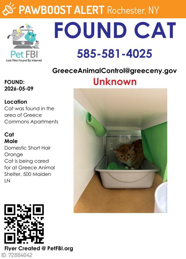 Found/Stray Male Cat last seen Greece Common apmts, Rochester, NY 14615