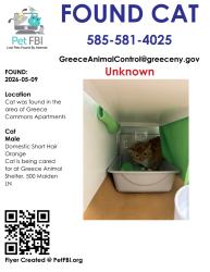 Found/Stray Male Cat last seen Greece Common apmts, Rochester, NY 14615