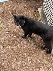 Found/Stray Unknown Cat last seen Crow Valley Rd Dalton, GA, Dalton, GA 30720