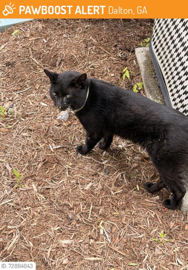 Found/Stray Unknown Cat last seen Crow Valley Rd Dalton, GA, Dalton, GA 30720