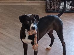 Lost Male Dog last seen First Apostolic Church of Knoxville, Knoxville, TN 37921