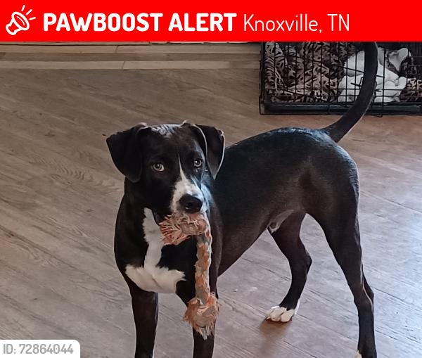 Lost Male Dog last seen First Apostolic Church of Knoxville, Knoxville, TN 37921
