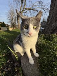 Lost Male Cat last seen Closest is Manslick Rd, B Quick Mart, and Royal Gardens, Louisville, KY 40214