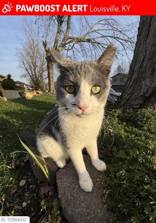 Lost Male Cat last seen Closest is Manslick Rd, B Quick Mart, and Royal Gardens, Louisville, KY 40214