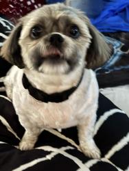 Lost Male Dog last seen Safeway on 38th street, Tacoma, WA 98418