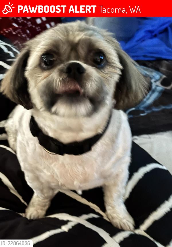 Lost Male Dog last seen Safeway on 38th street, Tacoma, WA 98418