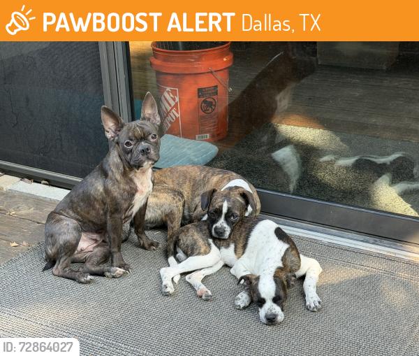 Found/Stray Female Dog last seen White Rock Lake and St. Francis , Dallas, TX 75218