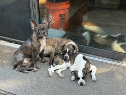 Found/Stray Female Dog last seen White Rock Lake and St. Francis , Dallas, TX 75218