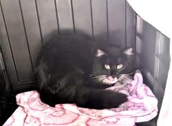 Found/Stray Male Cat last seen Union hills and hwy 17, CA-17, CA 95033