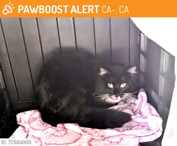 Found/Stray Male Cat last seen Union hills and hwy 17, CA-17, CA 95033