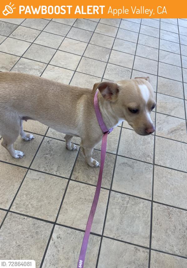 Found/Stray Unknown Dog last seen Havasu, Apple Valley, CA 92307