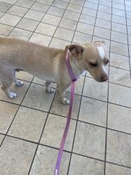 Found/Stray Unknown Dog last seen Havasu, Apple Valley, CA 92307