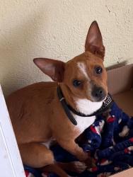 Lost Male Dog last seen Mario licor , Laredo, TX 78040