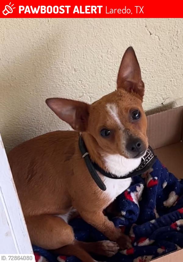 Lost Male Dog last seen Mario licor , Laredo, TX 78040