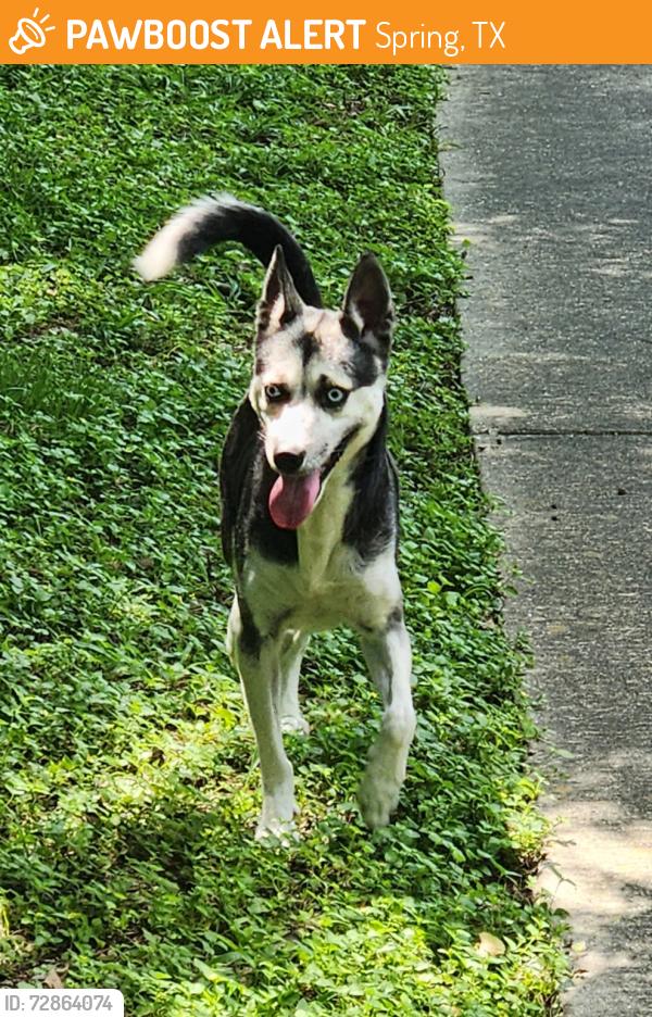 Found/Stray Male Dog last seen Near Rambling Brook Dr , Spring, TX 77373