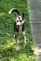 Found/Stray Male Dog last seen Near Rambling Brook Dr , Spring, TX 77373