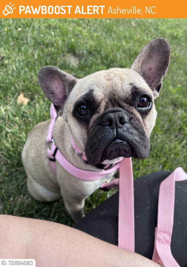 Found/Stray Female Dog last seen Old brevard rd , Asheville, NC 28806