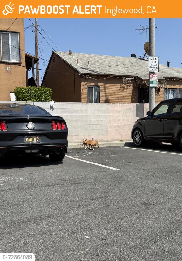 Found/Stray Unknown Dog last seen Arbor Vita and Oak Street, Inglewood, CA 90301