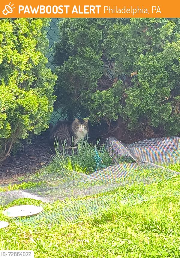Found/Stray Unknown Cat last seen Franklin Street , Philadelphia, PA 19122