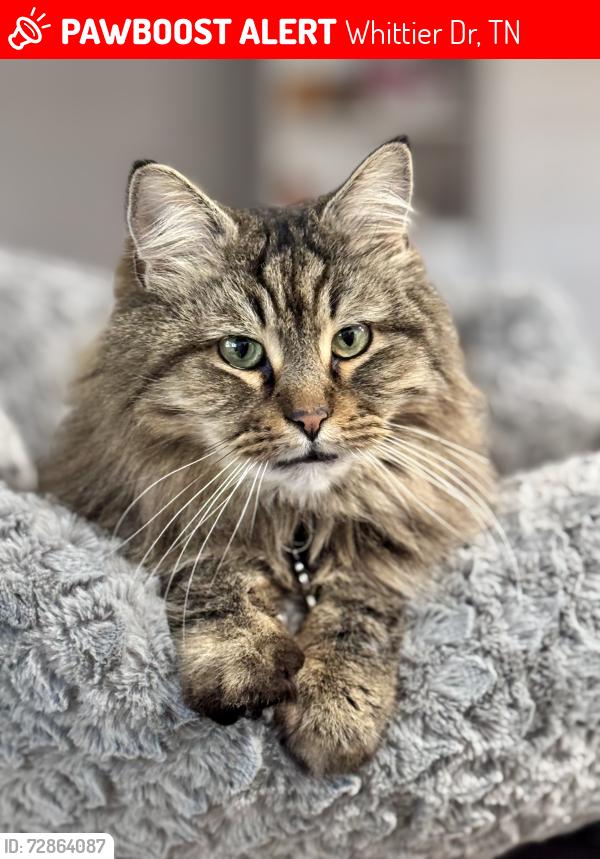 Lost Male Cat last seen Lebanon Pike, Whittier Dr, TN 37138