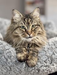 Lost Male Cat last seen Lebanon Pike, Whittier Dr, TN 37138