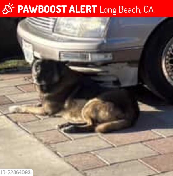 Lost Male Dog last seen Atlantic Ave and South St, Long Beach, CA 90805