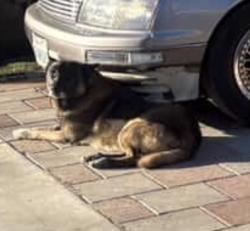 Lost Male Dog last seen Atlantic Ave and South St, Long Beach, CA 90805