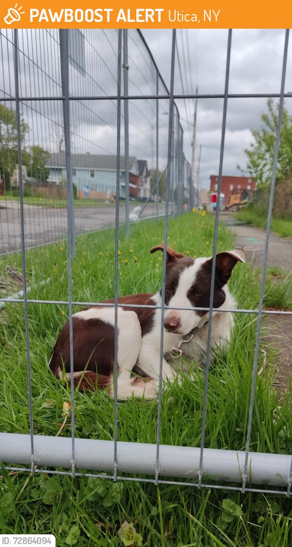 Found/Stray Male Dog last seen Construction site, Utica, NY 13501