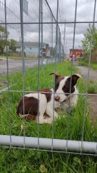 Found/Stray Male Dog last seen Construction site, Utica, NY 13501