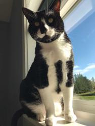 Lost Male Cat last seen Stoneplane apmts, Molalla, OR 97038