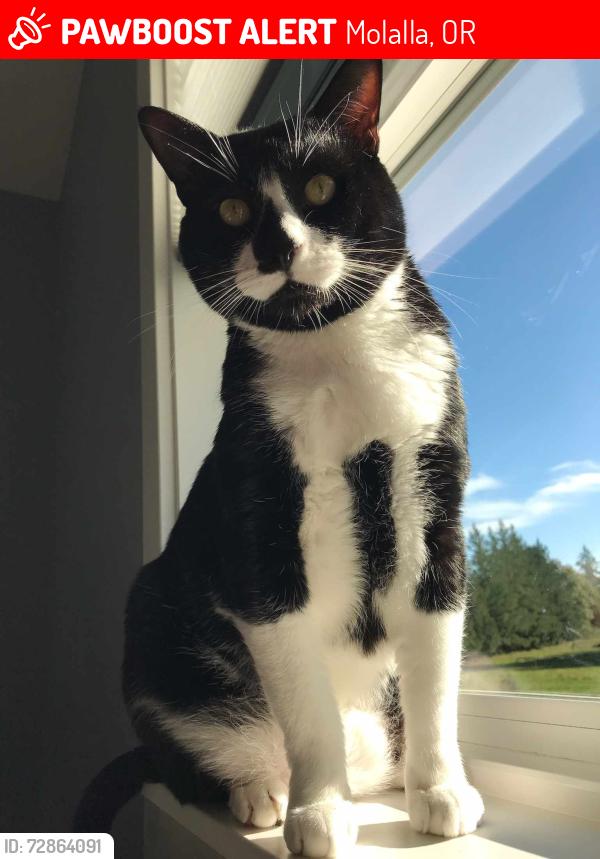 Lost Male Cat last seen Stoneplane apmts, Molalla, OR 97038