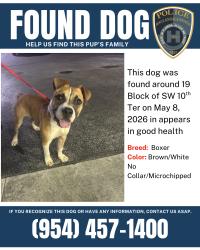 Found/Stray Male Dog last seen Near SW 10th St, Hallandale Beach, FL 33009