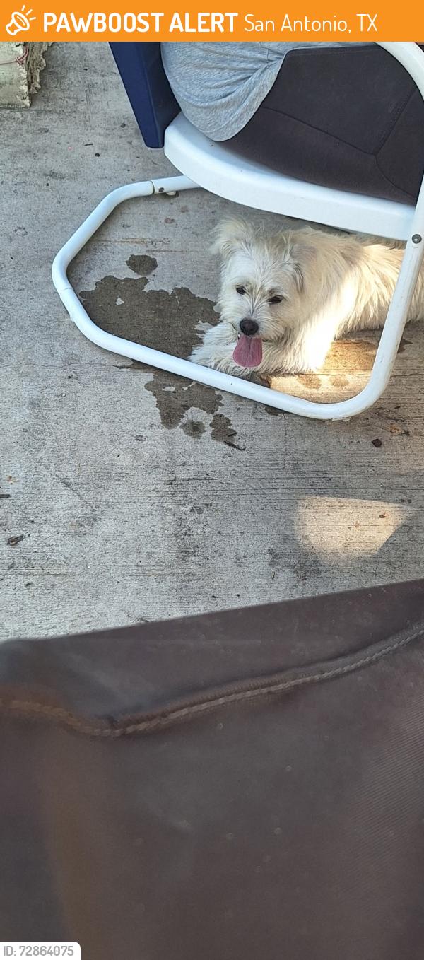 Found/Stray Male Dog last seen Vance Jackson, San Antonio, TX 78230