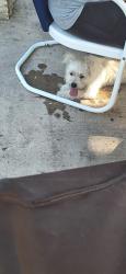 Found/Stray Male Dog last seen Vance Jackson, San Antonio, TX 78230