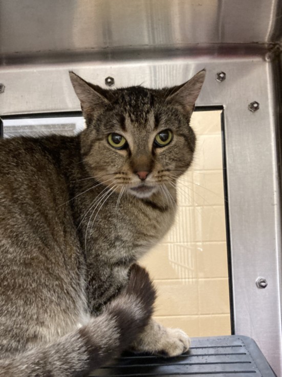 Shelter Stray Male Cat last seen Near BLOCK N WILLOW LN, WICHITA KS 67208, Wichita, KS 67219