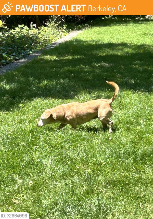Found/Stray Female Dog last seen Arlington and Yosrmite, Berkeley, CA 94707